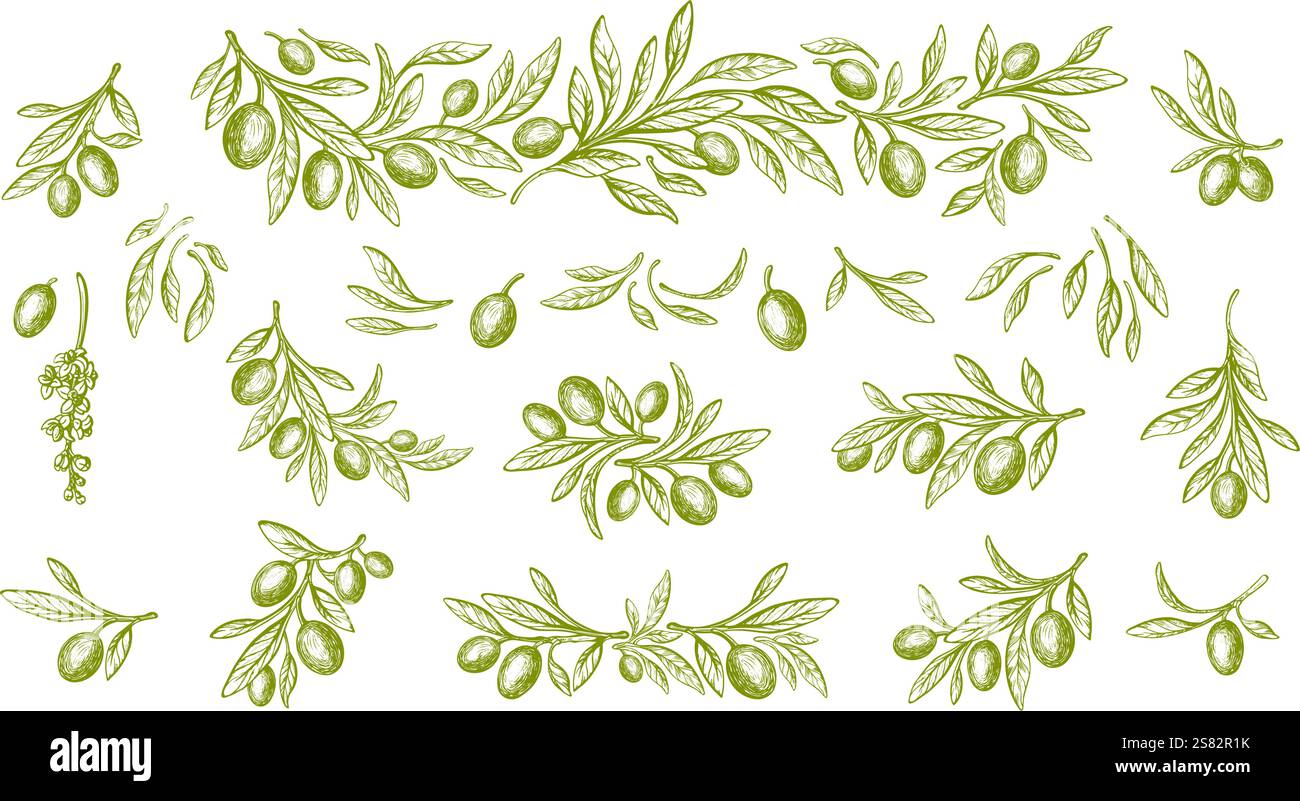 Big olive plant batch. Vector texture branch, engraving leaves and green oil fruit. Hand drawn sketch. Mediterranean food Stock Vector