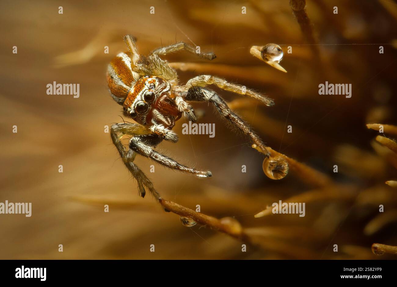 Spider camouflage patterns hi-res stock photography and images - Alamy