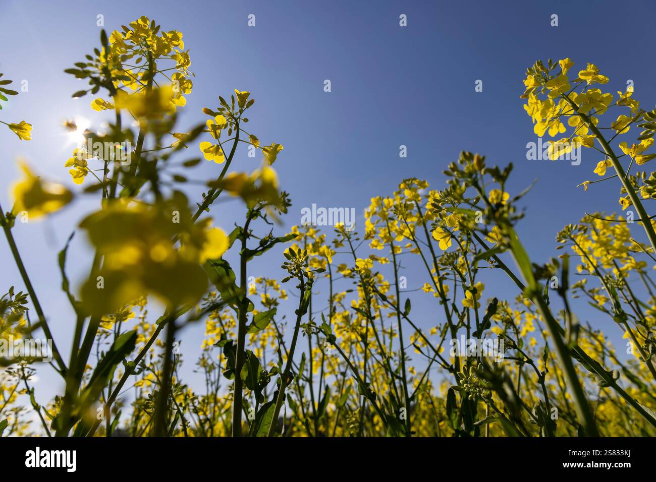 Rapeseed field blossoms tree hi-res stock photography and images - Alamy