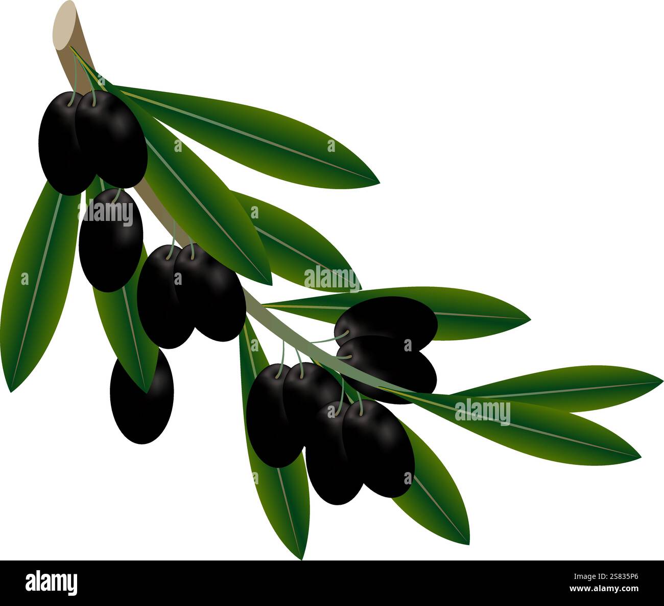 Black olives on a branch. Stock Vector