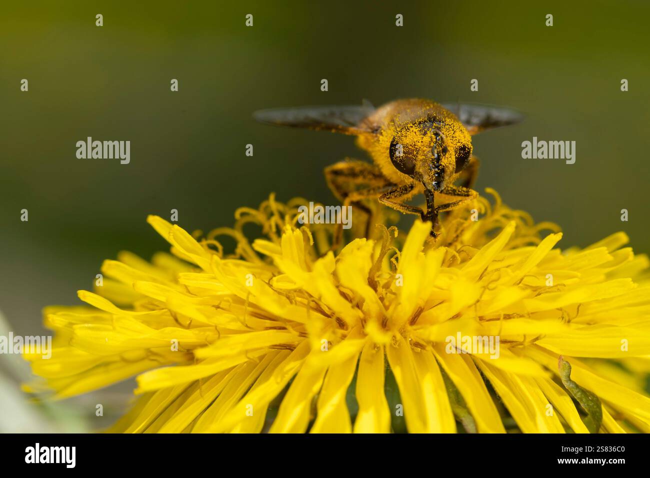 Bee at work covered with pollen Stock Photo - Alamy