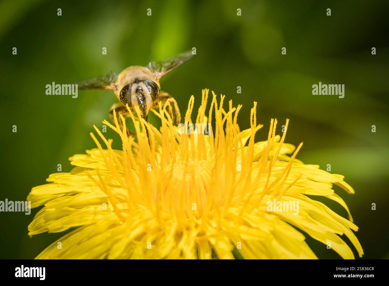 Work details flora fauna hi-res stock photography and images - Alamy