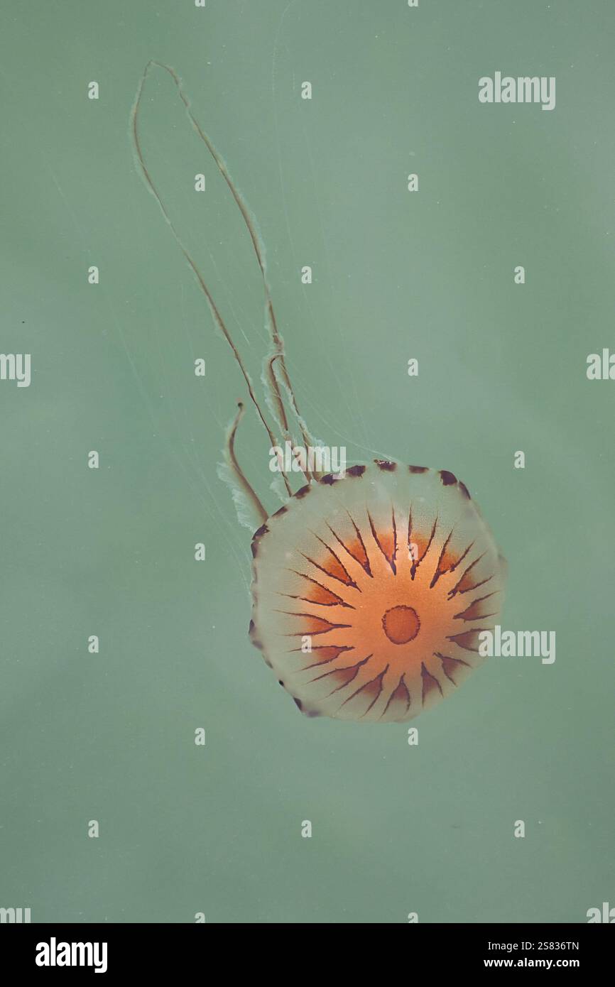 Chrysaora hysoscella, the compass jellyfish, in the Atlantic Ocean. Stock Photo