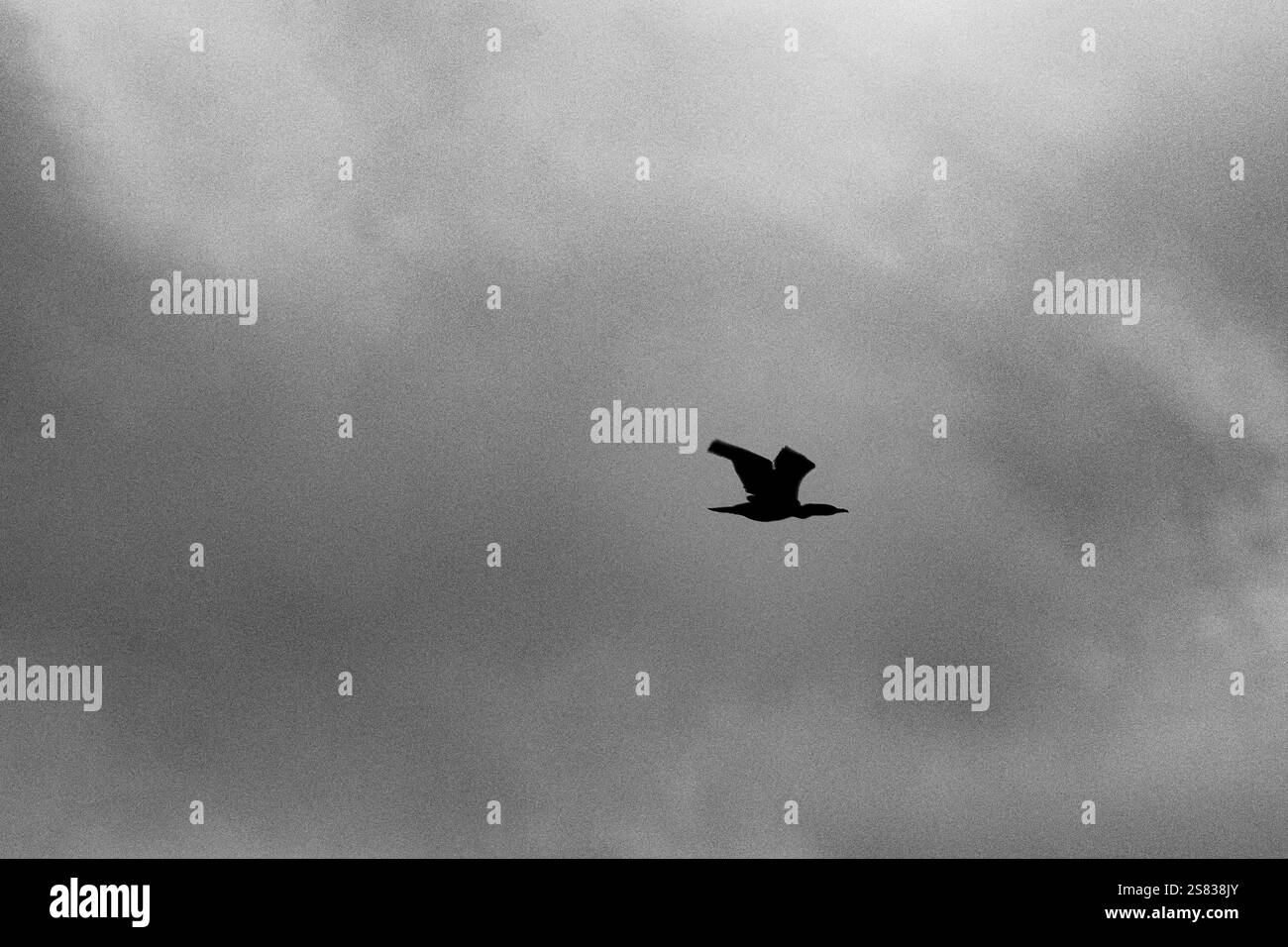 A grainy black and white photograph of a cormorant flying against a cloudy sky. The picture is dramatic, minimalist, and atmospheric Stock Photo