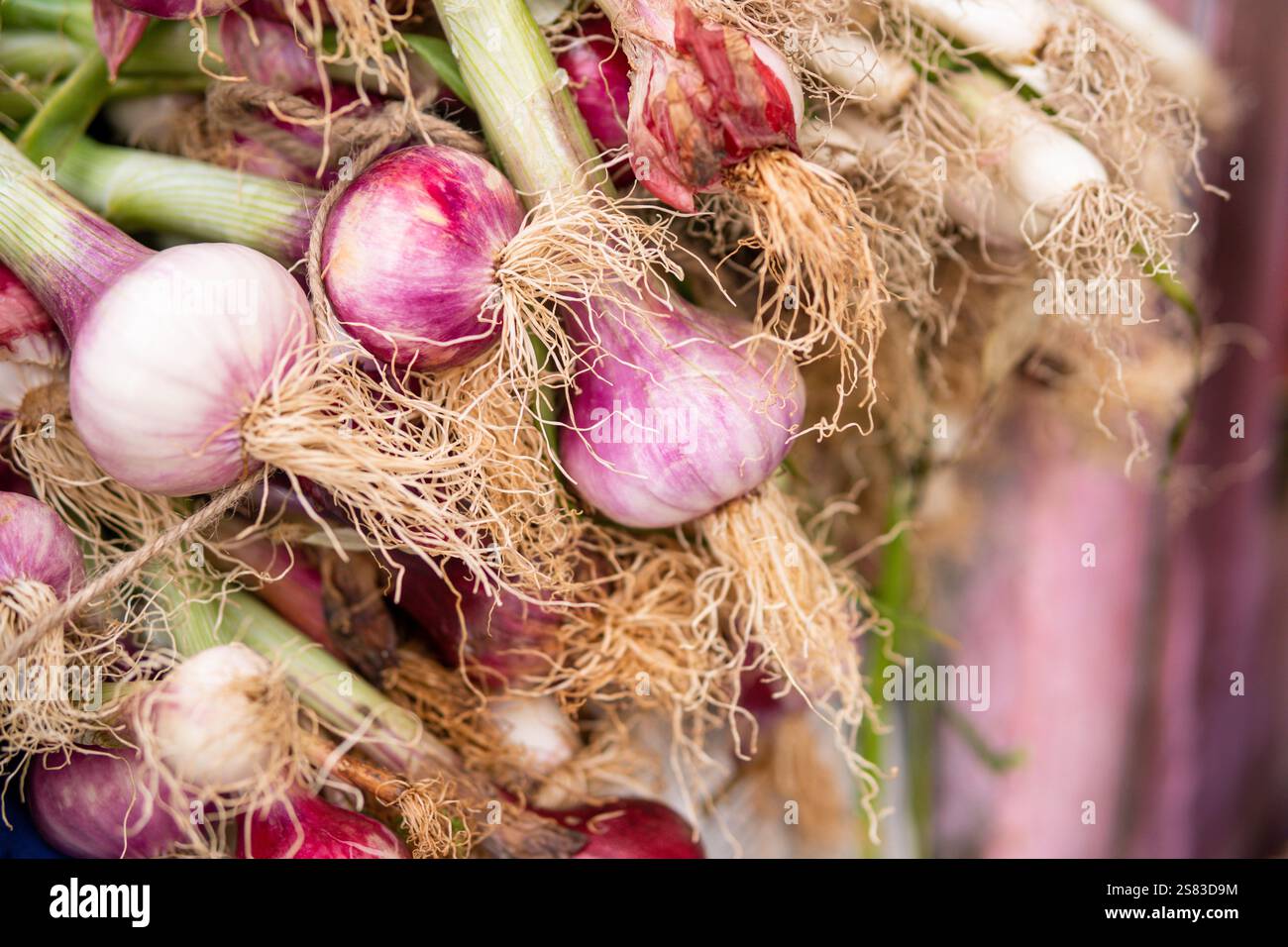 Pile of young red onion on the street market in India. Closeup on onion ...