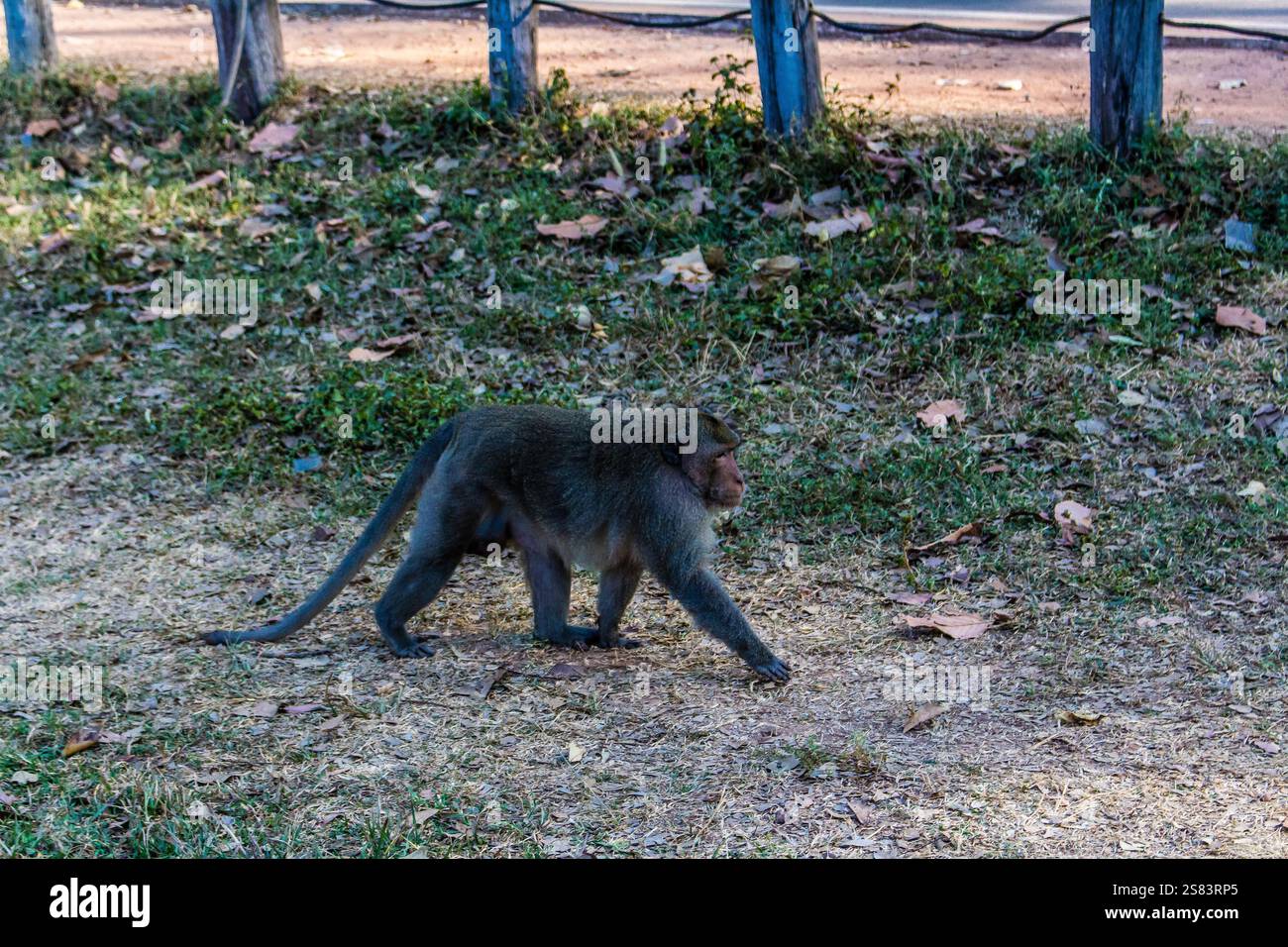 Siem reap, Cambodia, January 14, 2025 Monkeys at Angkor Wat temple, a ...