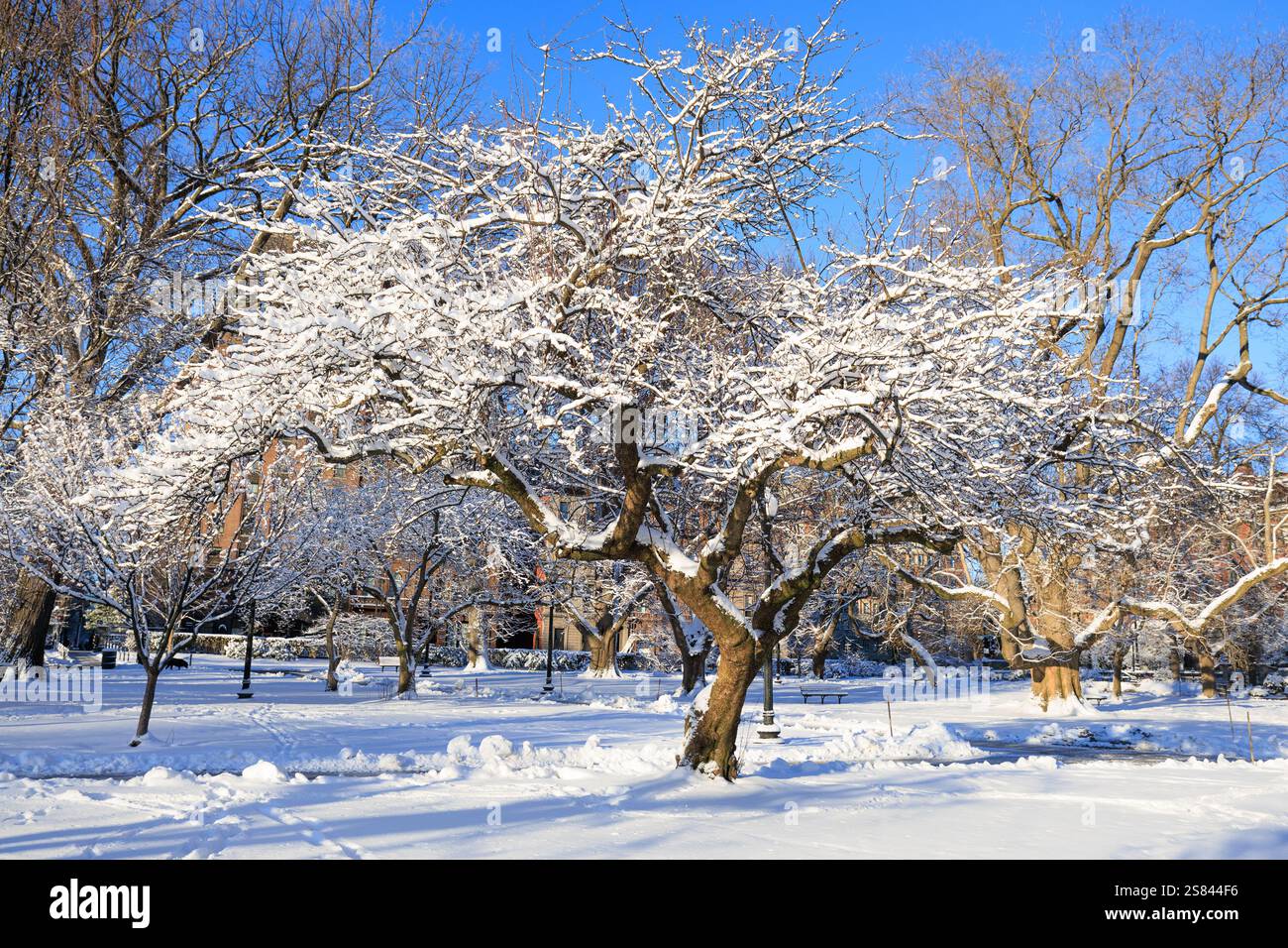 Fresh Fallen Snow on and old tree Stock Photo