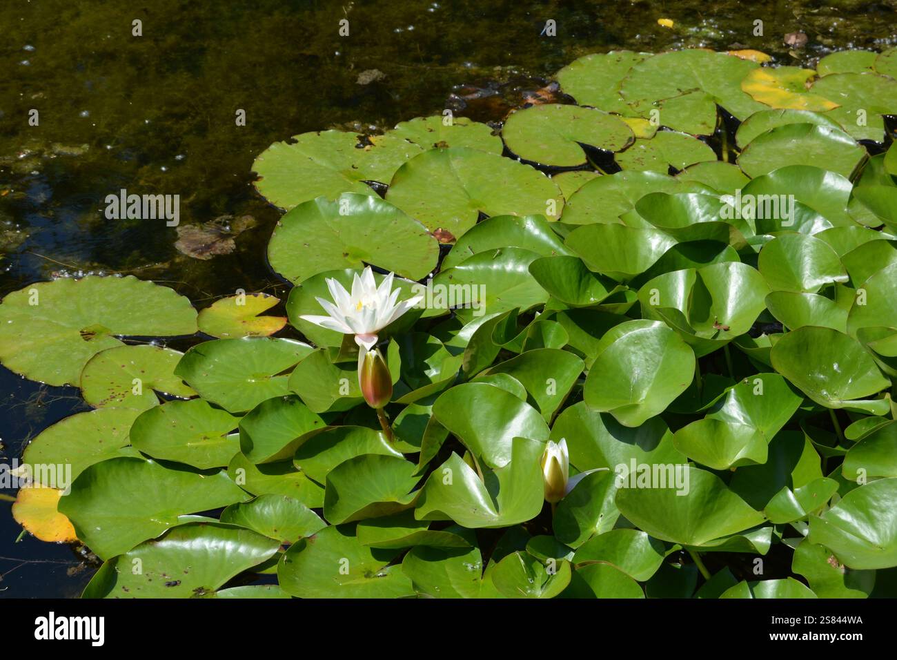 Reflection water lily nymphaeaceae hi-res stock photography and images ...