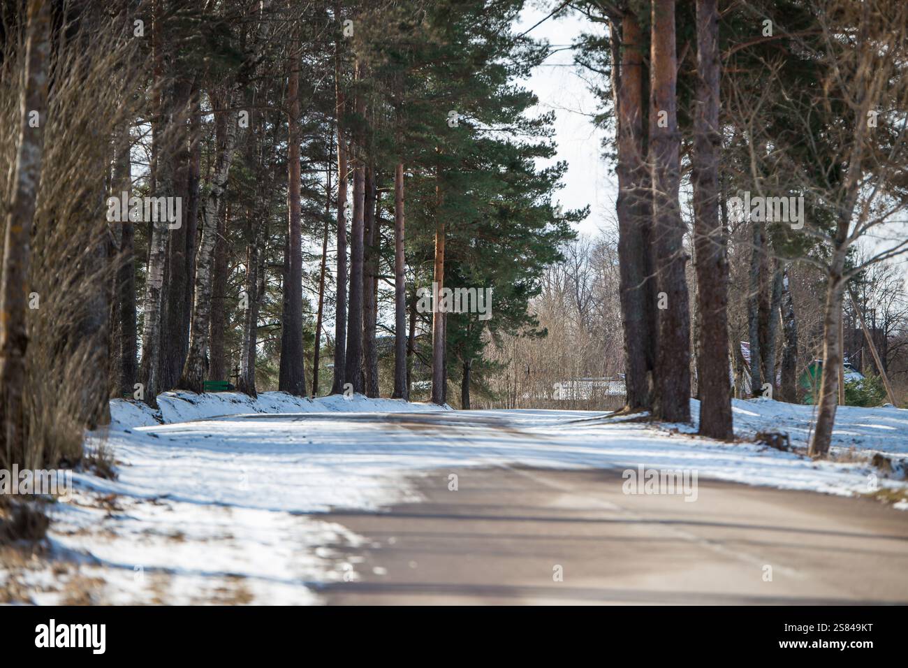 A snow covered path winds through a forest of tall pine trees. A ...