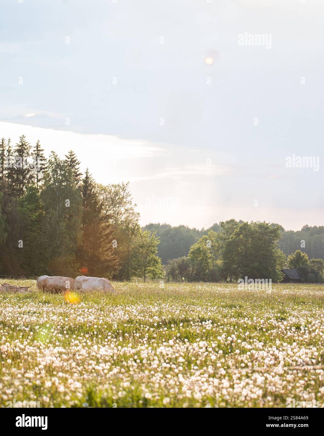 Serene forest meadow wildflowers hi-res stock photography and images ...