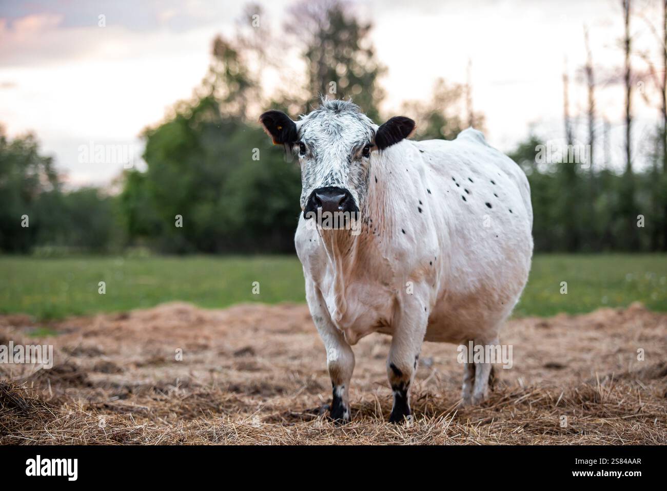 Black cow white spots stands hi-res stock photography and images - Alamy
