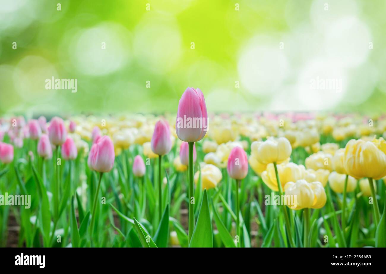 Blooming tulip field pink and yellow with greenery background Stock Photo