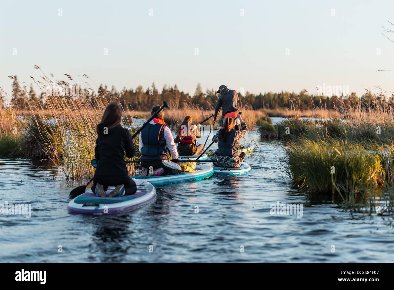 A group of paddleboarders moves through a narrow waterway surrounded by tall reeds and grasses, with a forested area in the background during sunset. Stock Photo