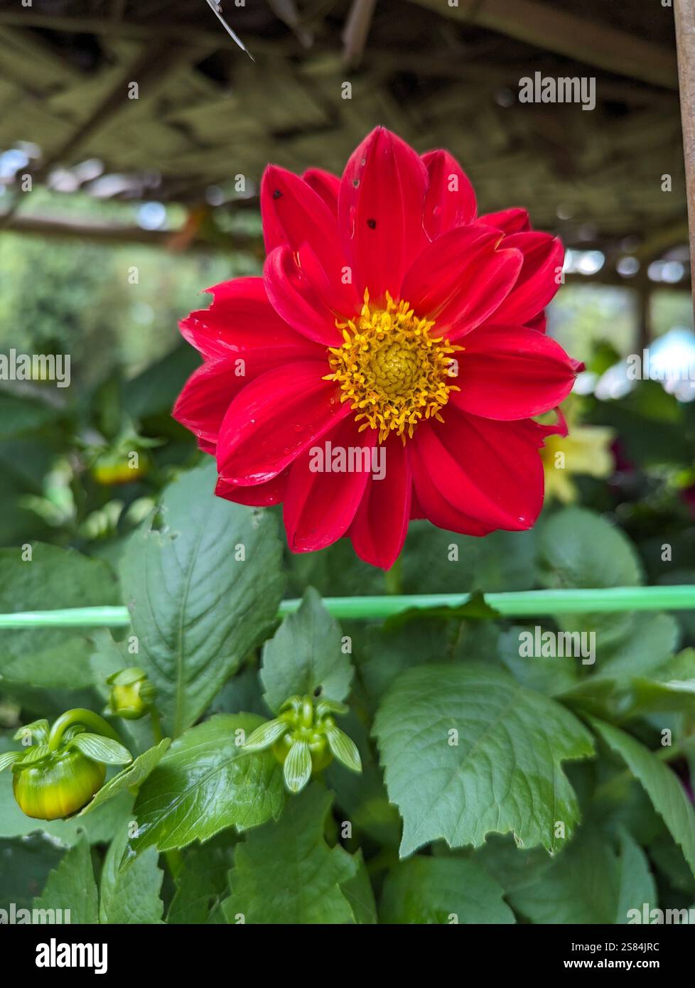 Red Flower - Smartphone Captured Stock Image