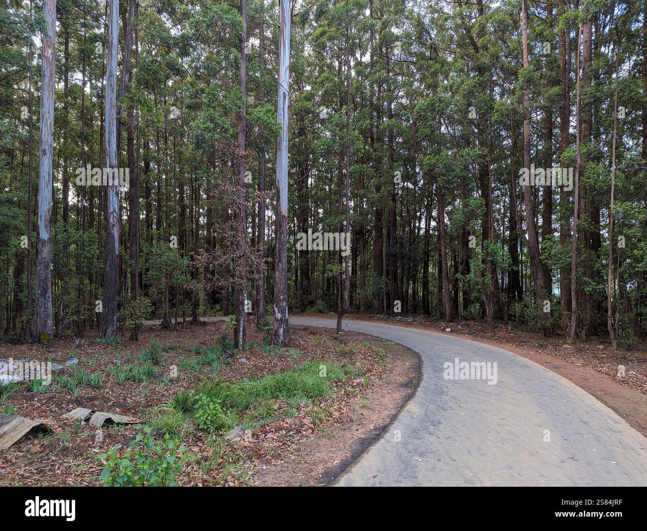 Winding road through dense forest with tall trees and lush greenery, perfect for nature travel, outdoor adventure, and scenic drives. - Smartphone Captured Stock Image