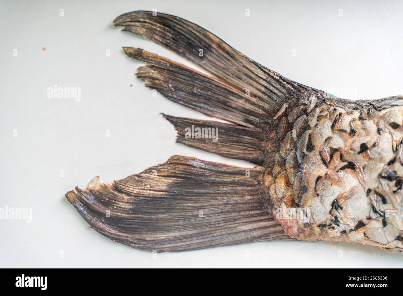 Carp tail on a white table. Space for text. Copyspace. High quality photo Stock Photo