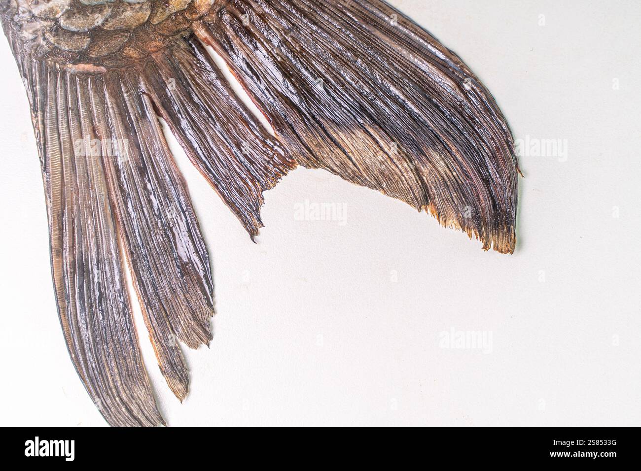 Carp tail on a white table. Space for text. Copyspace. High quality photo Stock Photo
