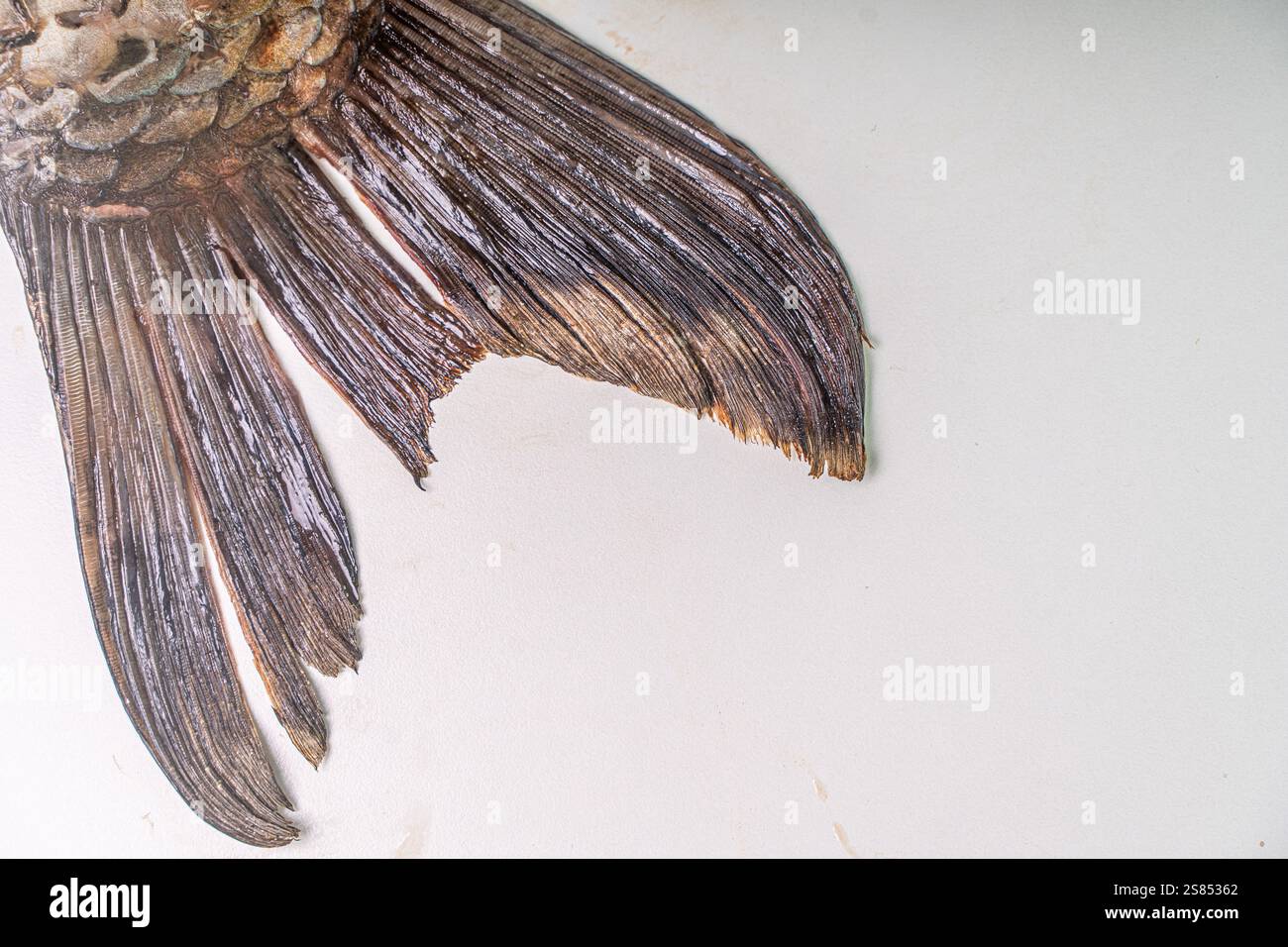 Carp tail on a white table. Space for text. Copyspace. High quality photo Stock Photo