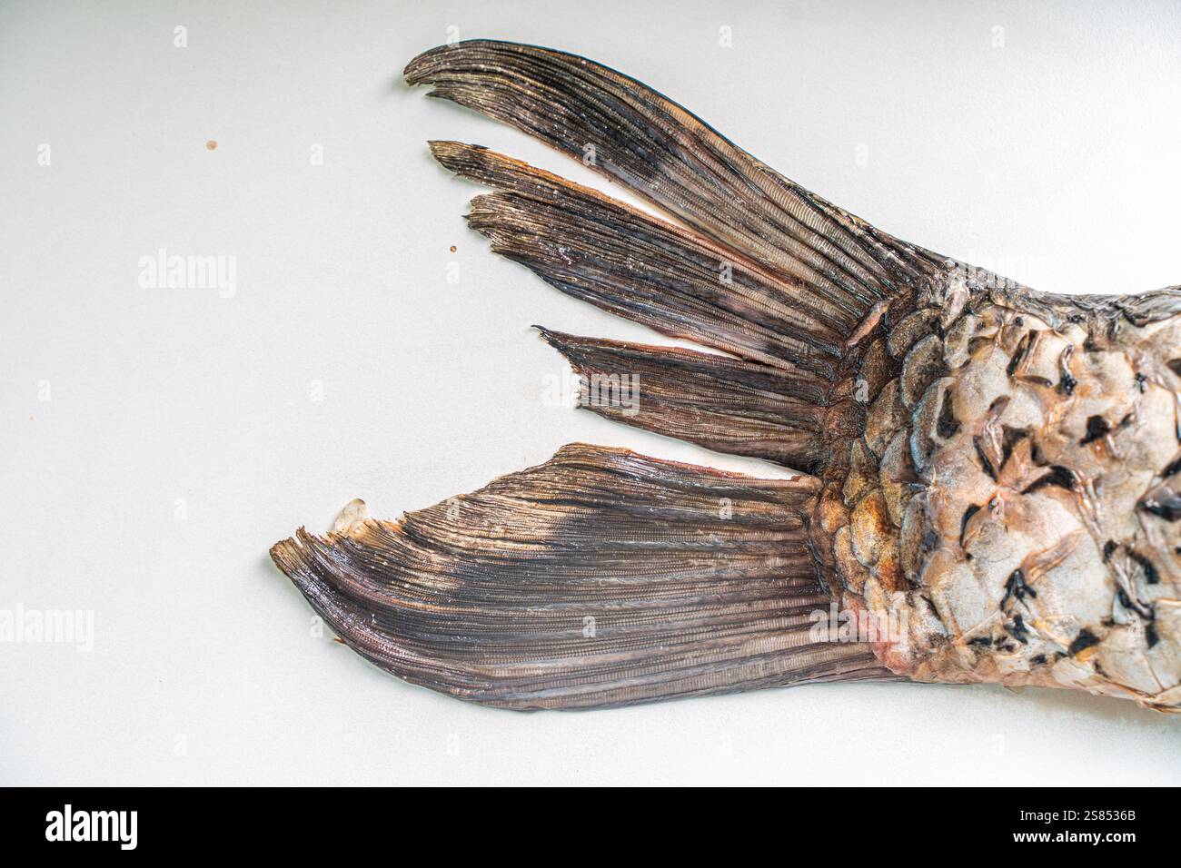 Carp tail on a white table. Space for text. Copyspace. High quality photo Stock Photo