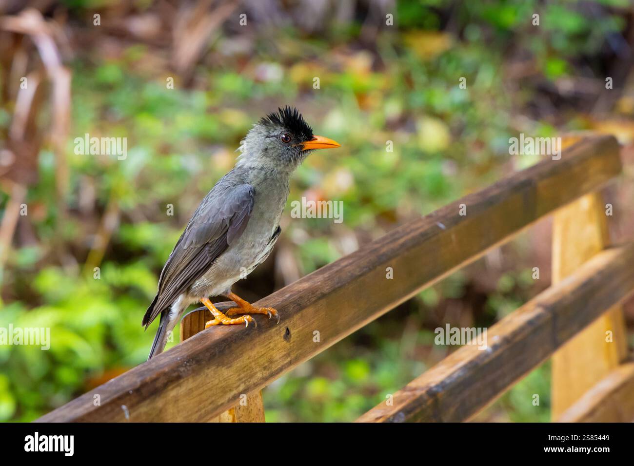 Seychelles black bülbul (thick-billed bulbul) resting on a fence on Praslin Island, Seychelles Stock Photo