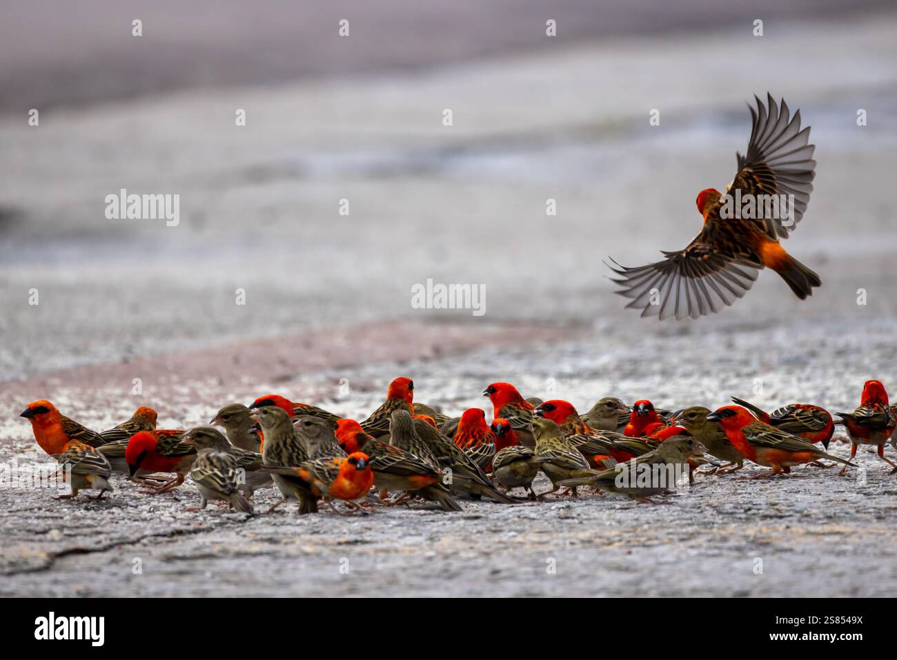 Group of red fody feeding on the pavement in Grand Anse, Praslin, Seychelles Stock Photo