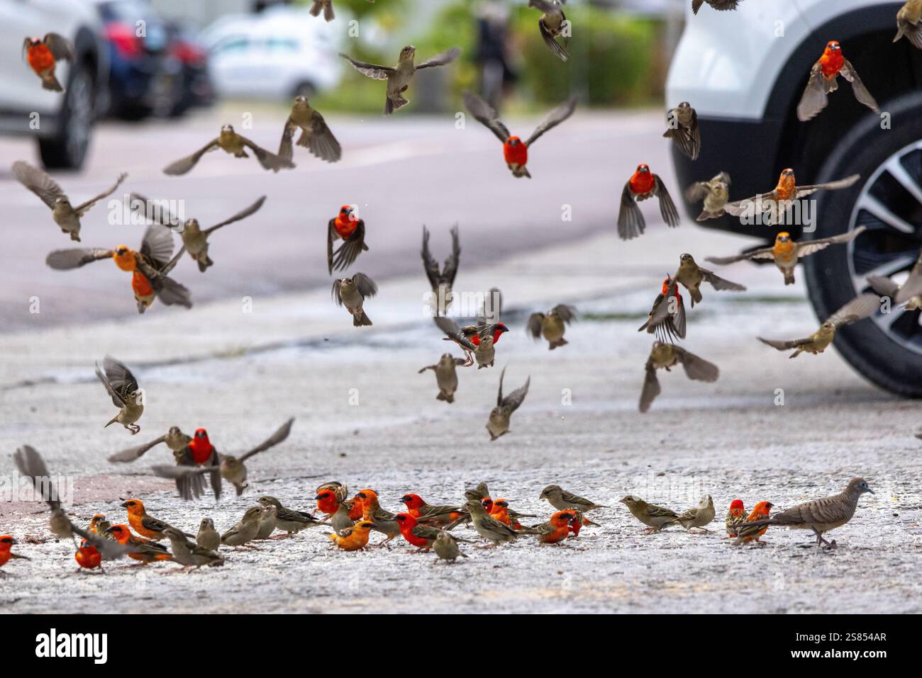 Group of red fody feeding on the pavement in Grand Anse, Praslin, Seychelles Stock Photo
