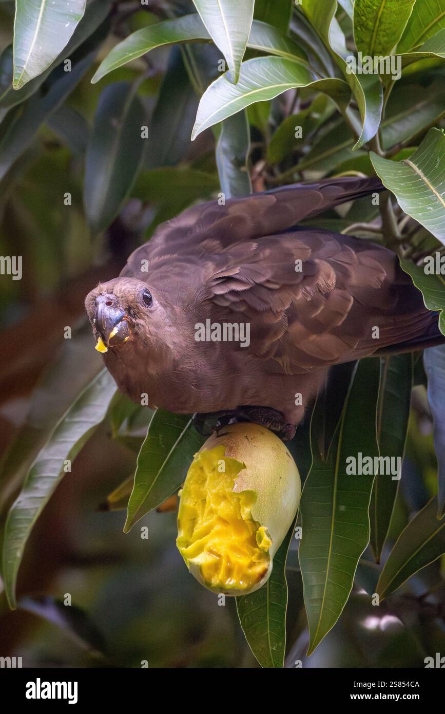 Endemic Seychelles Black Parrot feeding on ripe mango, Praslin, Seychelles Stock Photo