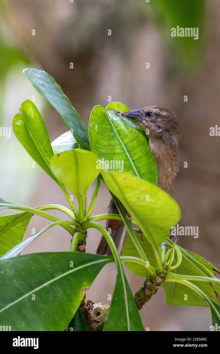 Endemic Seychelles Warbler on Cousin Island, Seychelles Stock Photo