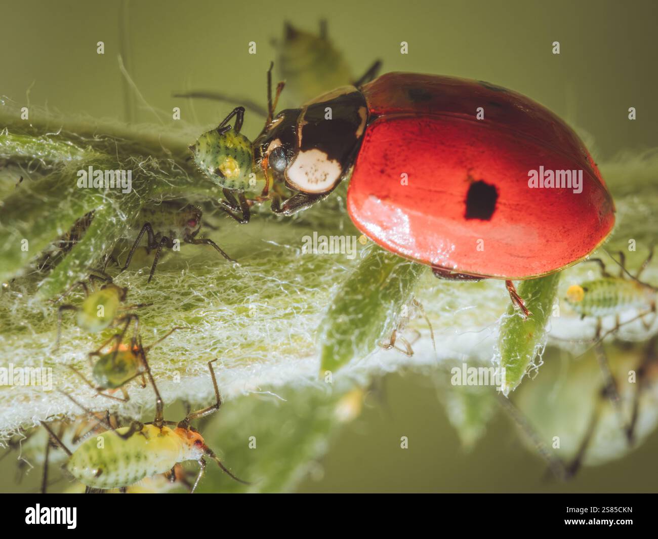 Predator of aphids hi-res stock photography and images - Alamy