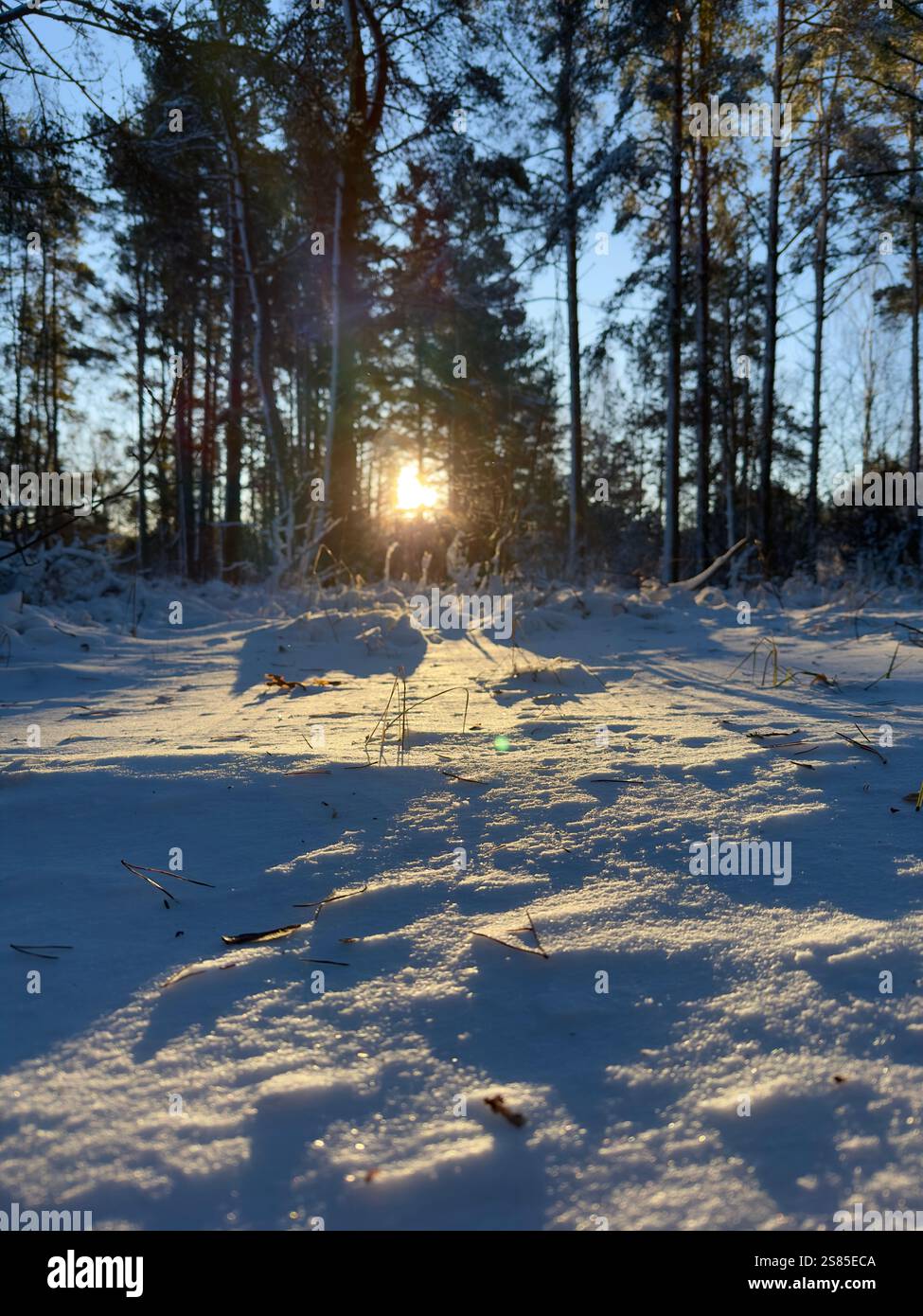 Sunset in a snowy forest - Smartphone Captured Stock Image