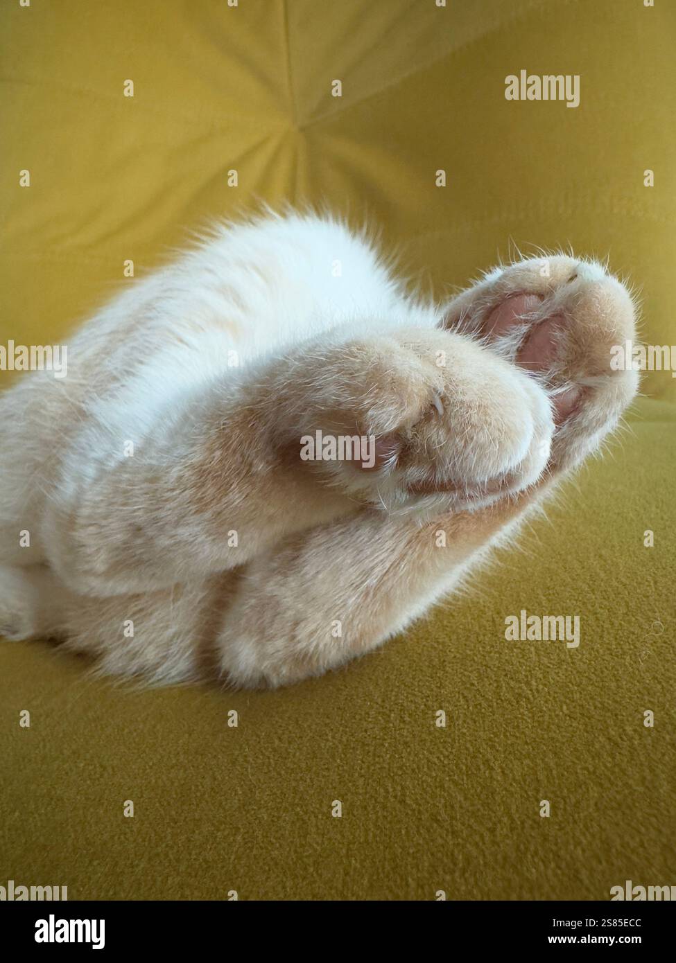 Cats paws on a yellow couch - Smartphone Captured Stock Image