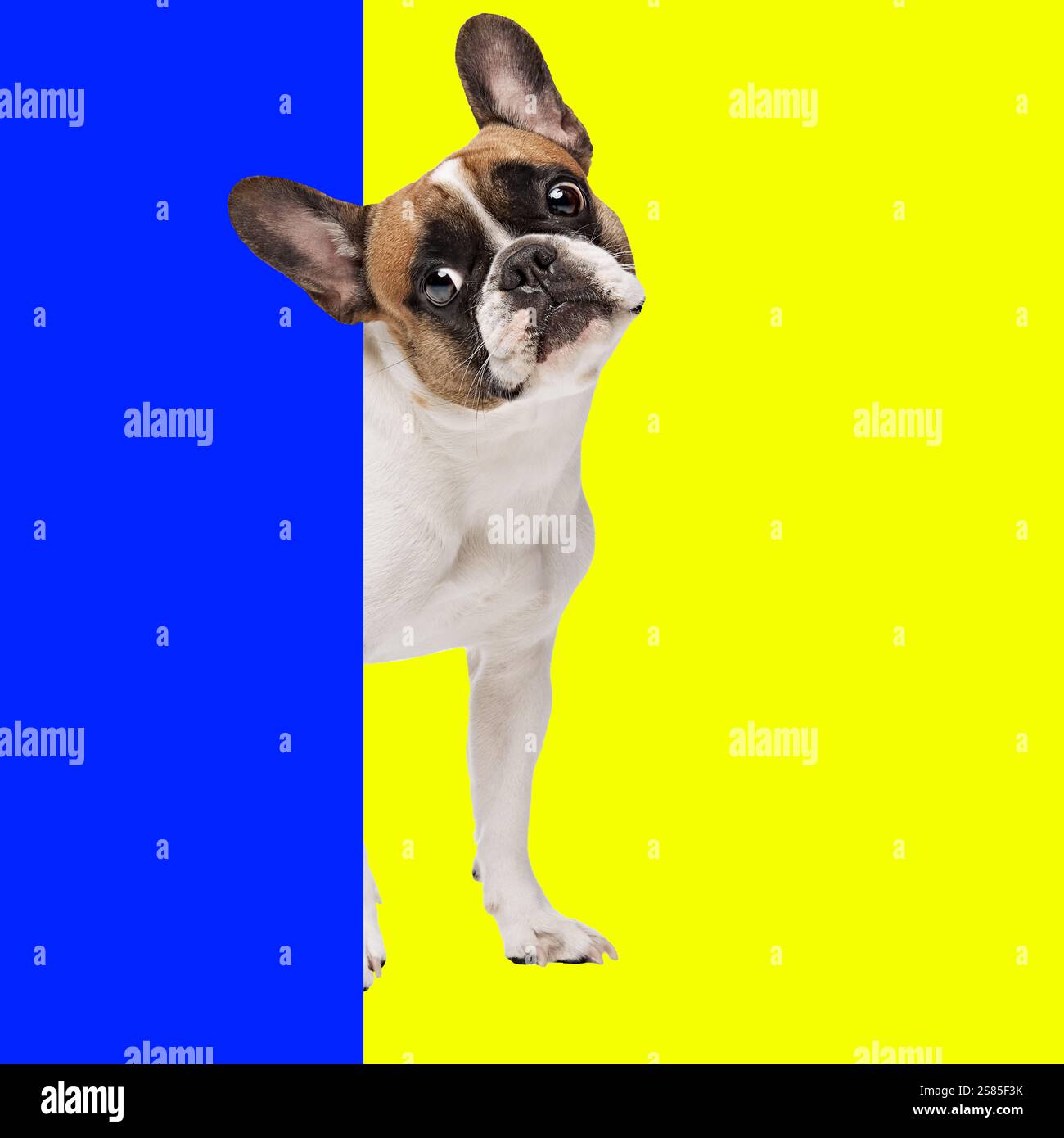 Half Visable Conceptual graphic design. French bulldog tilting head, standing with ...