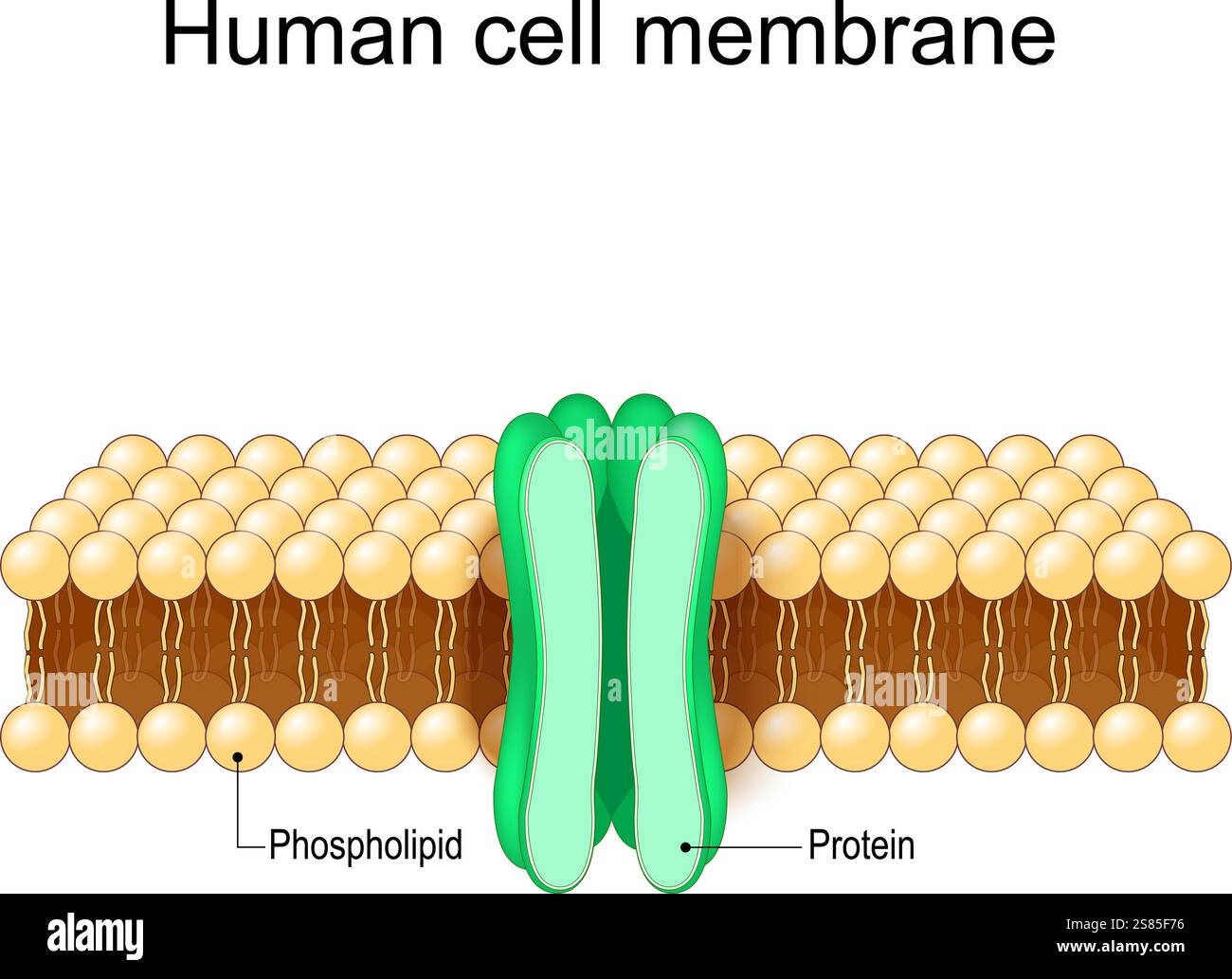 Cell membrane structure. Close-up of a plasma membrane. Anatomy of Cytoplasmic membrane. Phospholipid bilayer and protein. Plasmalemma. Vector Stock Vector