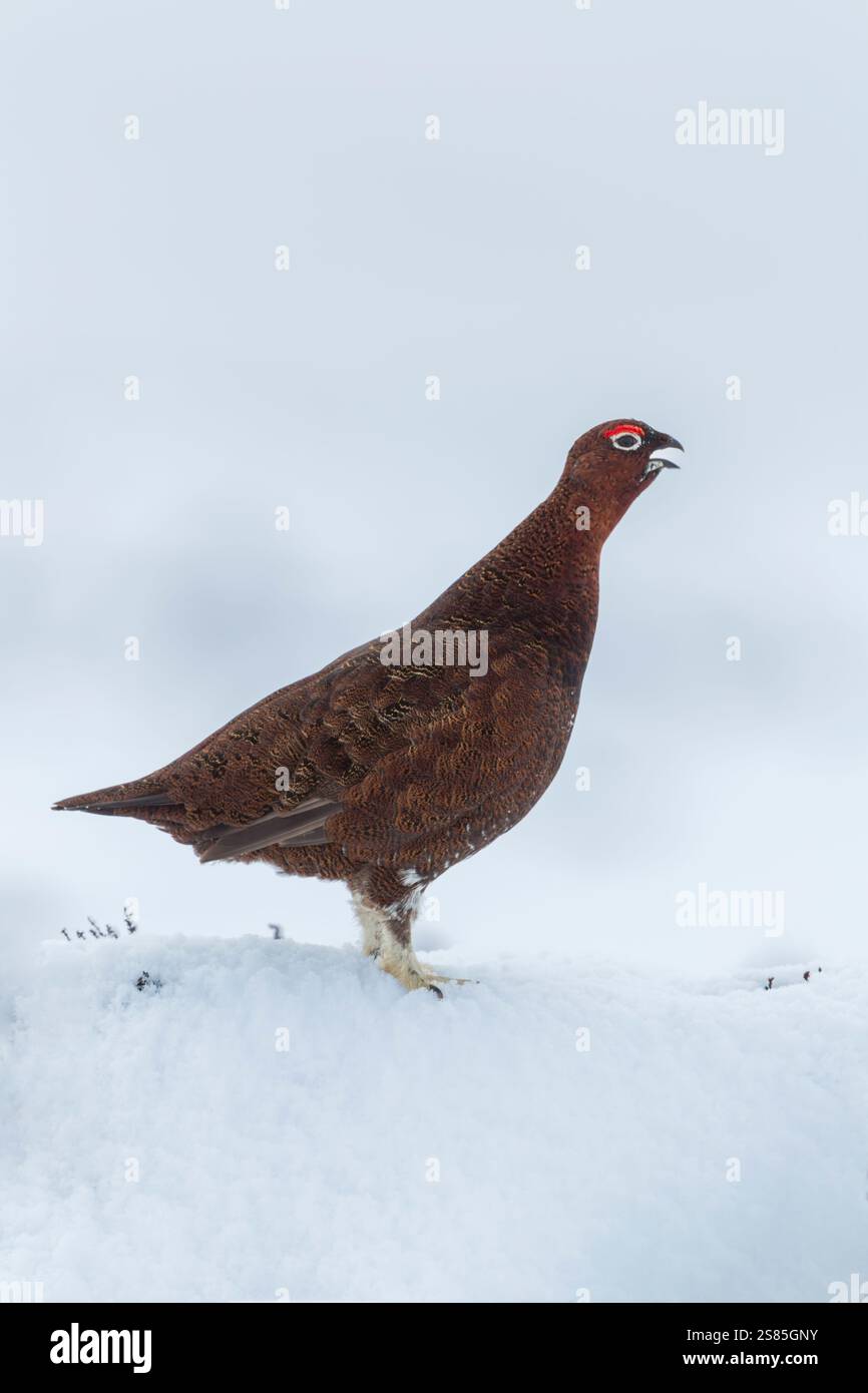 Male red grouse (Lagopus lagopus scotica) adult standing on snow covered heather and calling in North York Moors national park - Stock Image