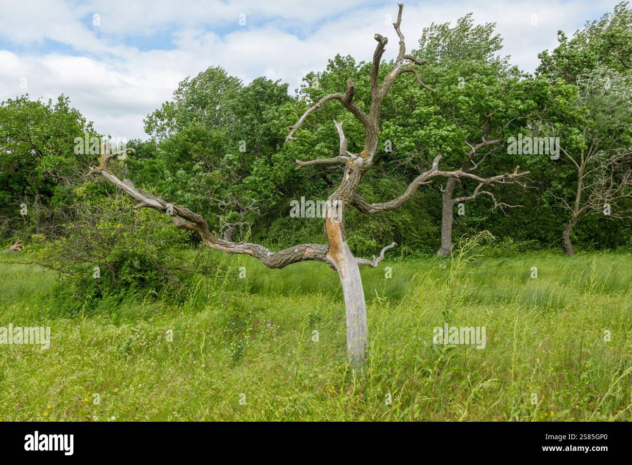 Trees and vegetation of the Letea Forest nature reserve, a foundation of the Danube Delta biosphere reserve, a world heritage site, Romania - Stock Image