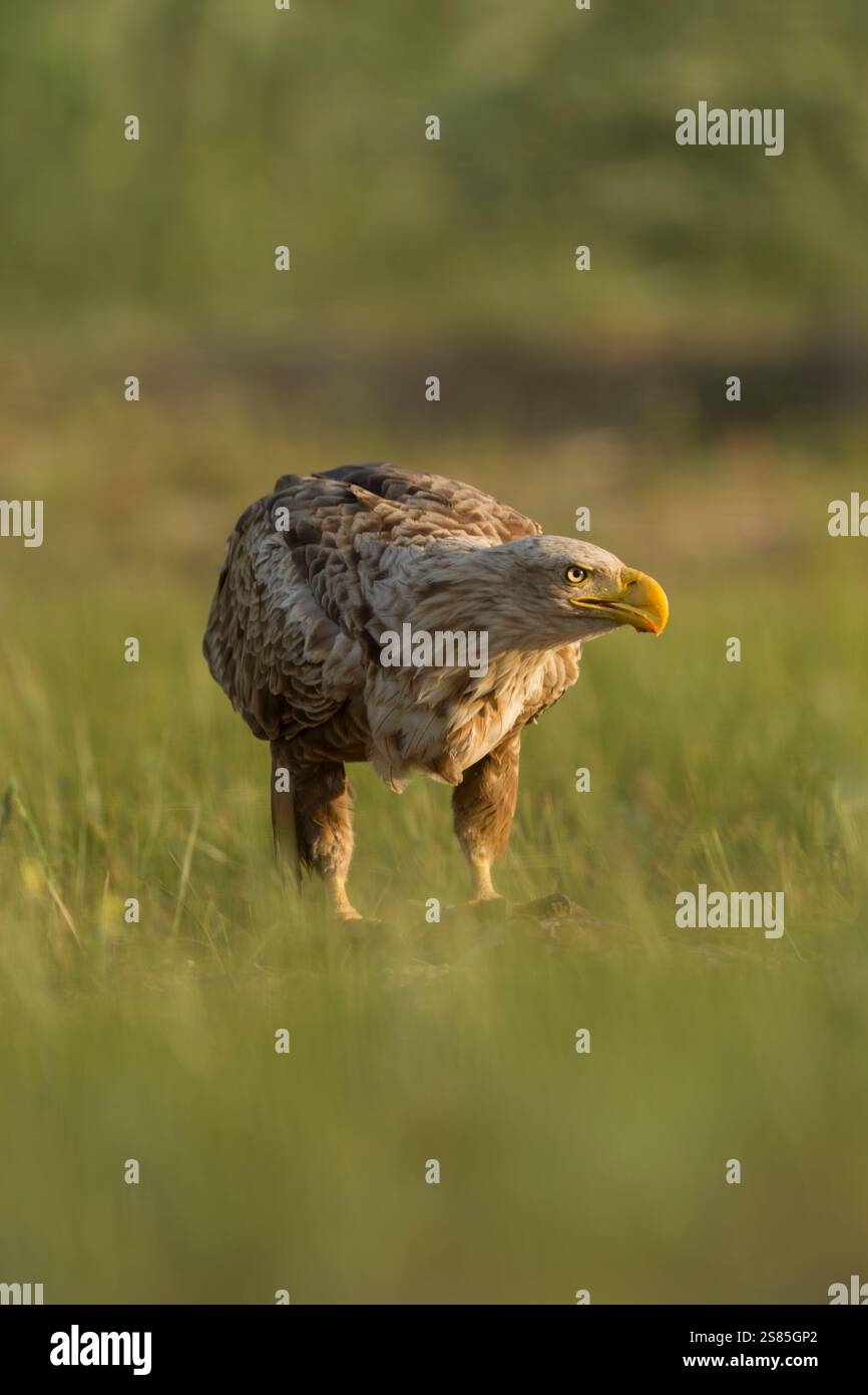White-tailed eagle (Haliaeetus albicilla) adult with beak slightly open standing on the ground among long grasses - Stock Image