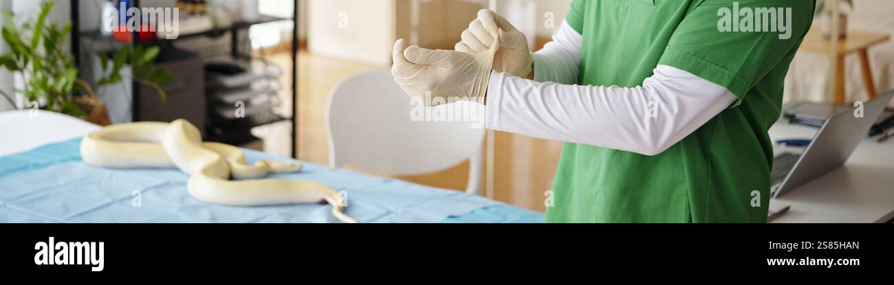 Photo inspiration: Picture Idea: Preparing For Veterinary Procedure With Snake Stock Photo