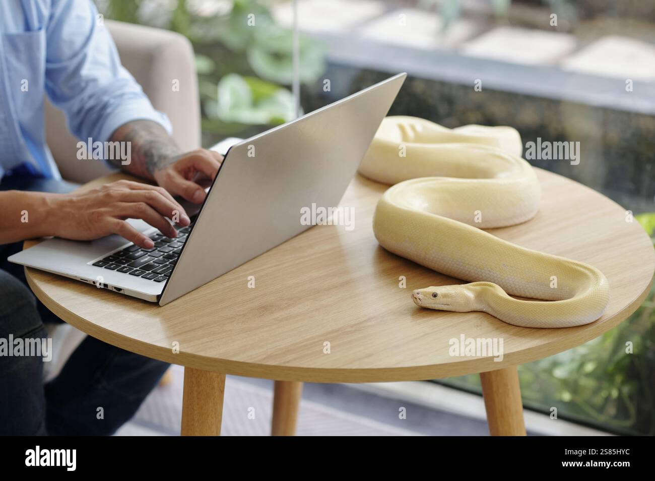 Typing on Laptop While Handling Albino Python Snake Stock Photo - Alamy