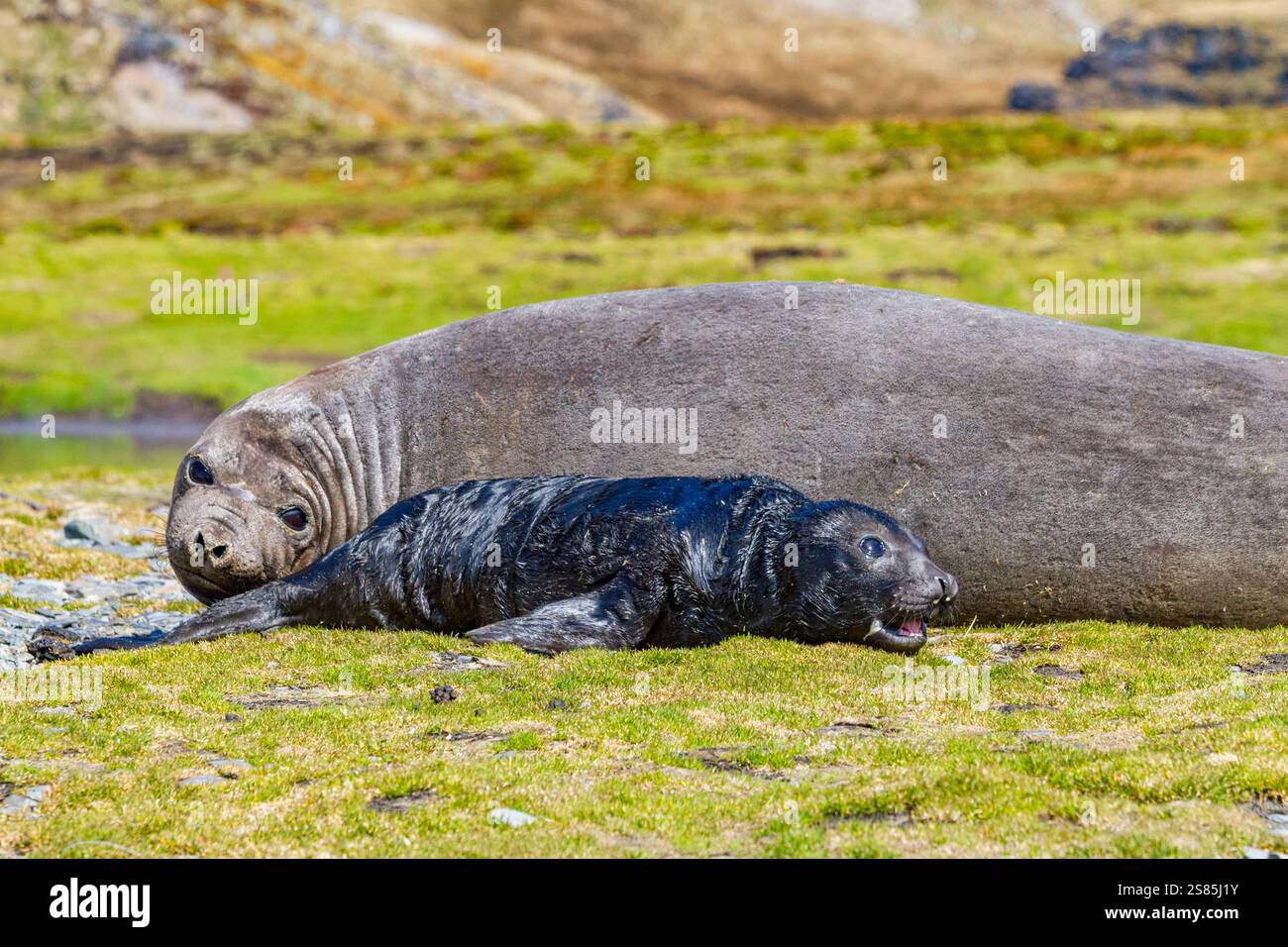 Female southern elephant seal (Mirounga leonina) with newborn pup on the beach in Stromness Bay, South Georgia Island Stock Photo
