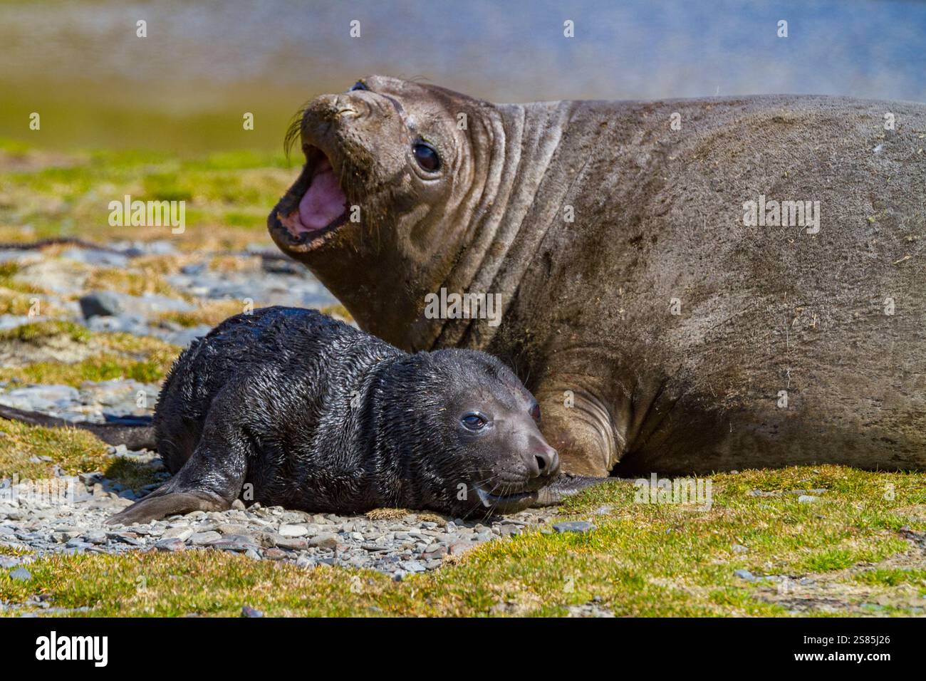 Female southern elephant seal (Mirounga leonina) with newborn pup on the beach in Stromness Bay, South Georgia Island Stock Photo