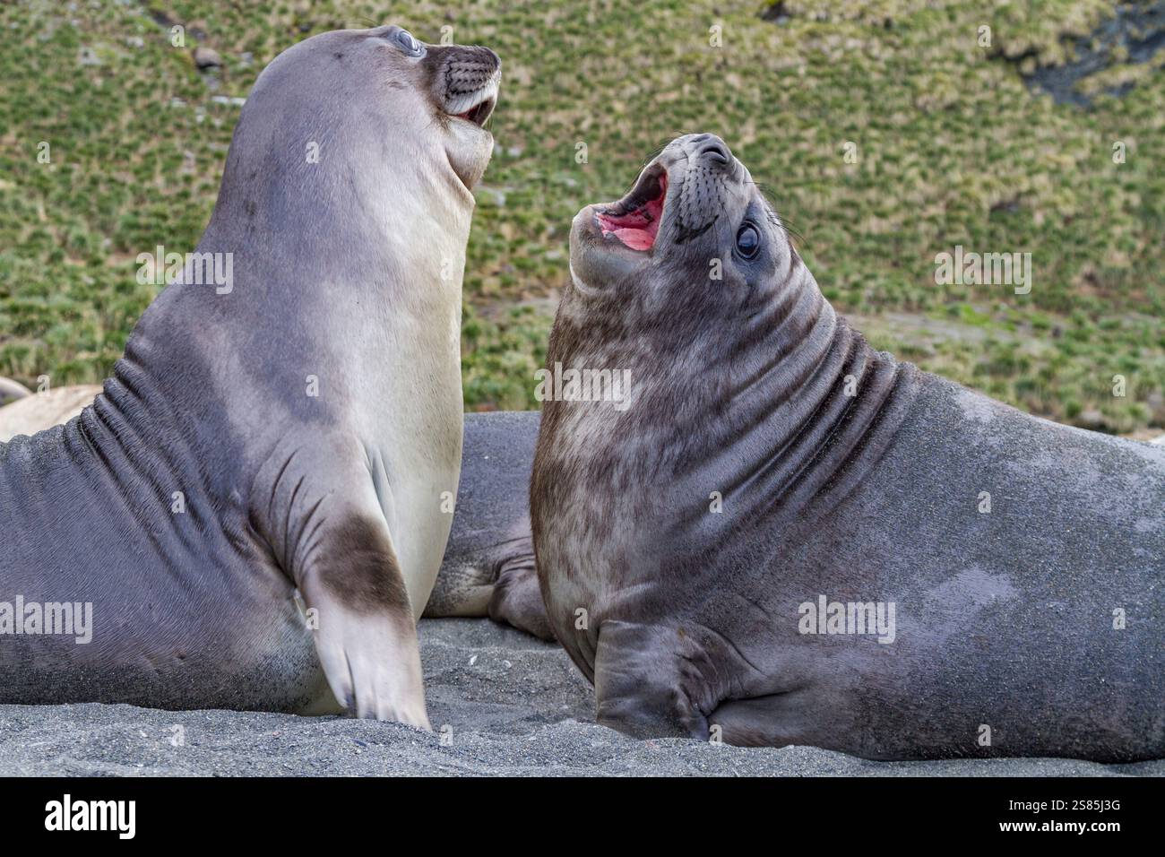 Male southern elephant seal (Mirounga leonina) pups mock fighting on South Georgia Island, Southern Ocean Stock Photo