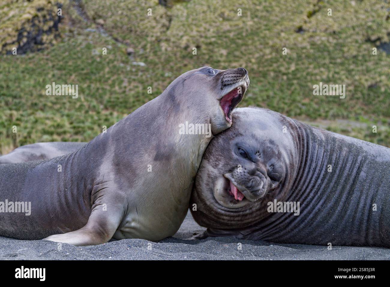 Male southern elephant seal (Mirounga leonina) pups mock fighting on South Georgia Island, Southern Ocean Stock Photo
