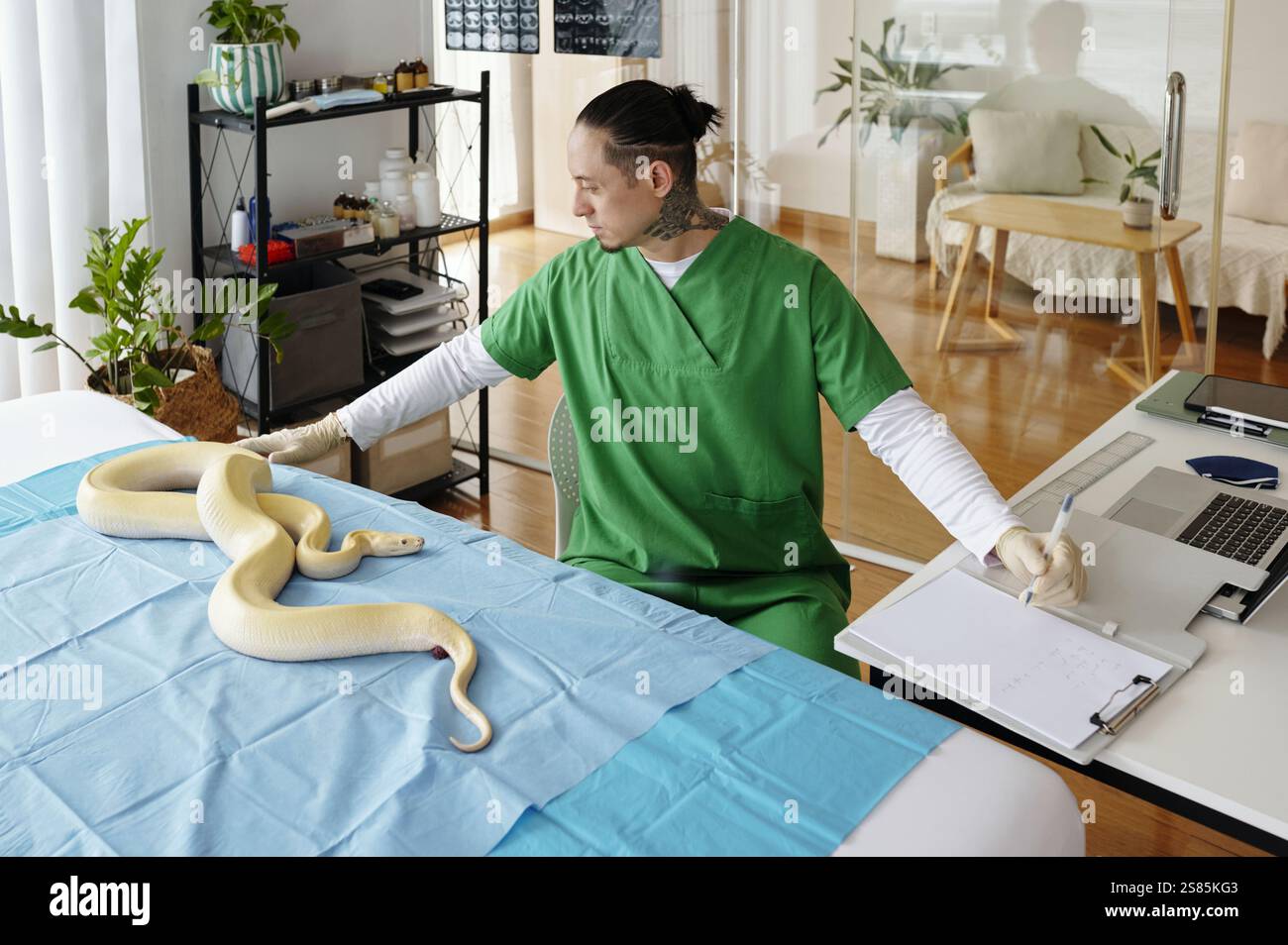 Veterinary Professional Examining A Python in Medical Office Stock Photo