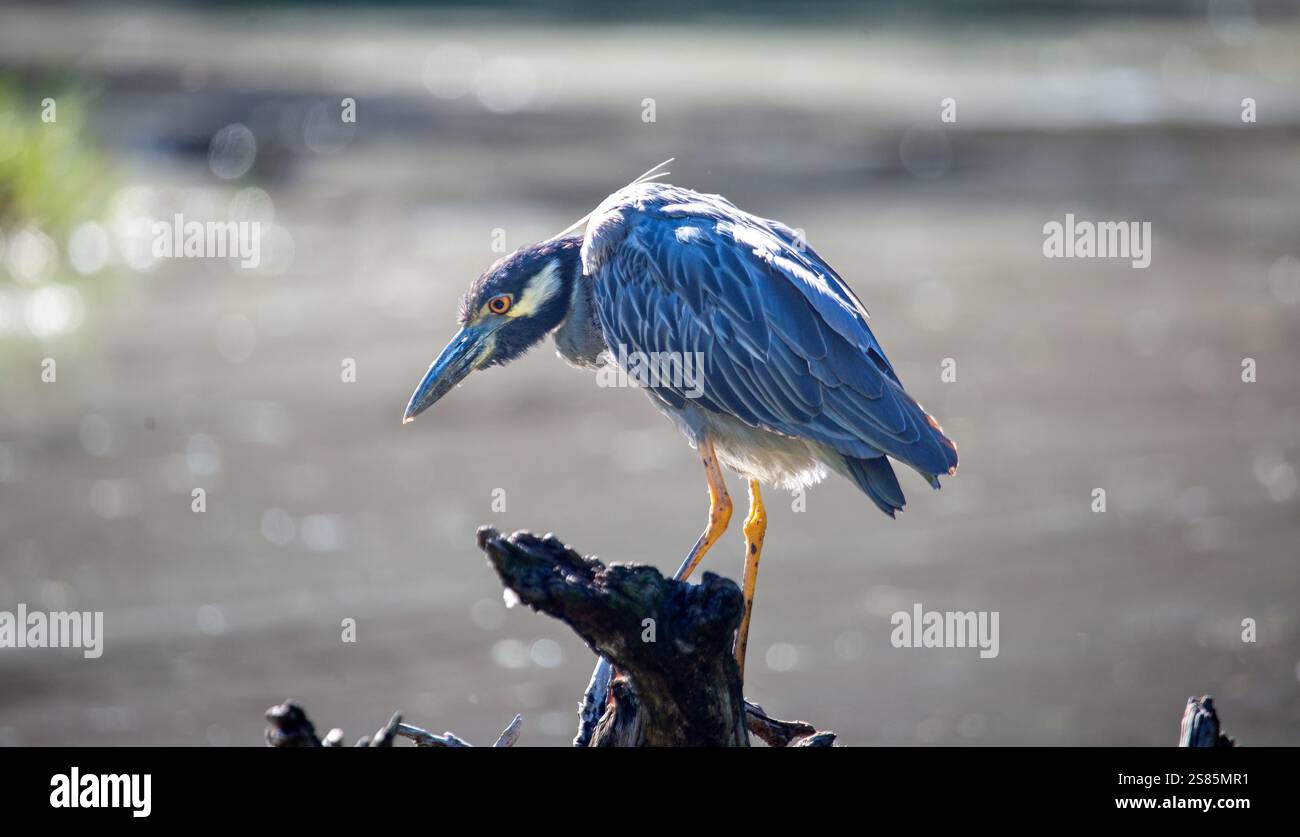 Yellow Crowned Night Heron (Nyctanassa Violacea), wading bird of the Americas that feeds on crustacea, Bermuda, Atlantic Stock Photo