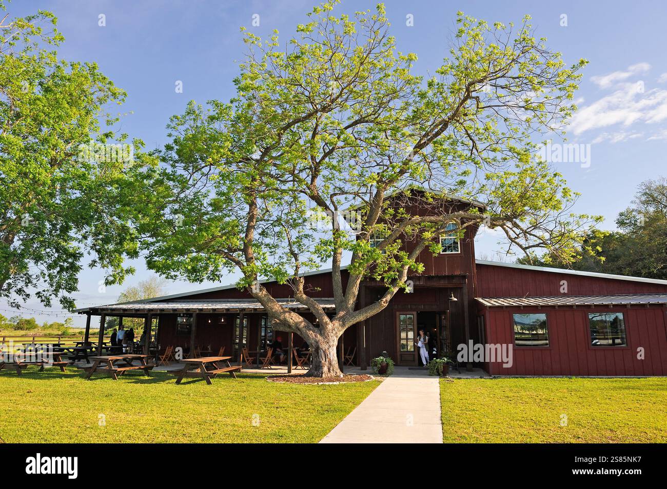 Pecan tree in front of Amelia Farm and Market, 8600 Dishman Road, Beaumont, Texas, United States of America Stock Photo