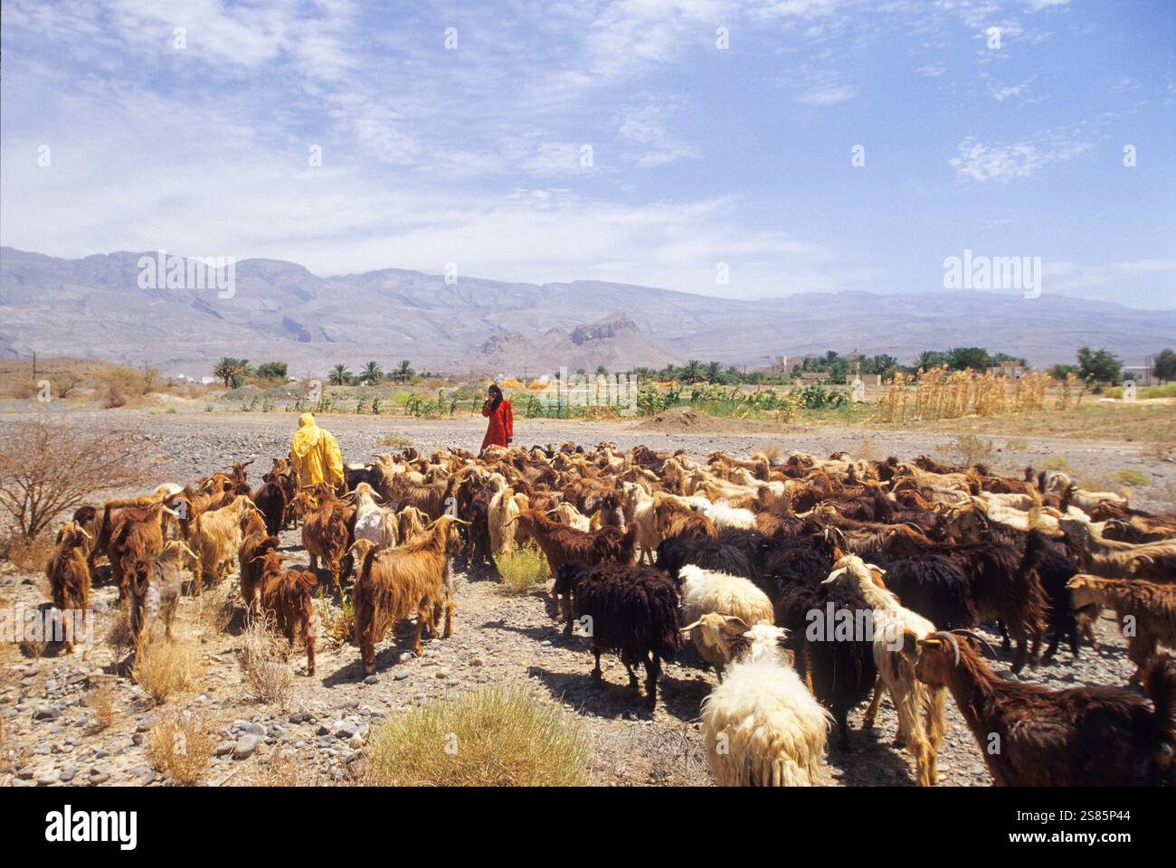 Bedouin and cattle, Samhan Djebel, Dhofar, Sultanate of Oman, Arabian ...