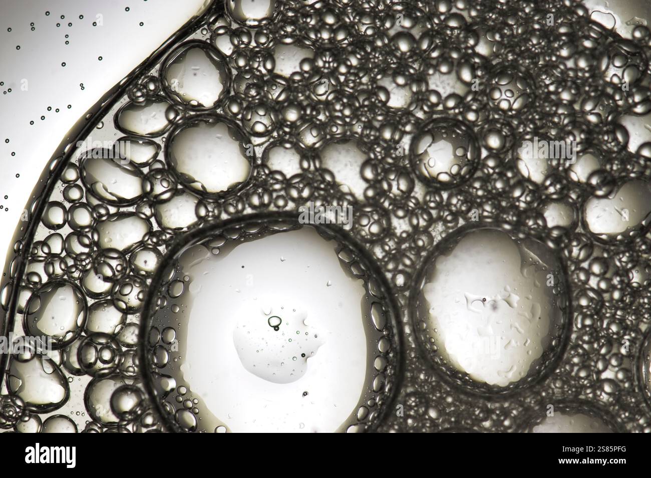 Abstract bubbles over white light in a shiny image Stock Photo