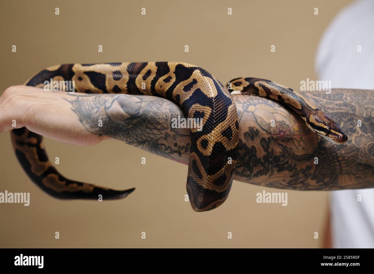 Python Snake Wrapped Around Tattooed Arm Stock Photo - Alamy