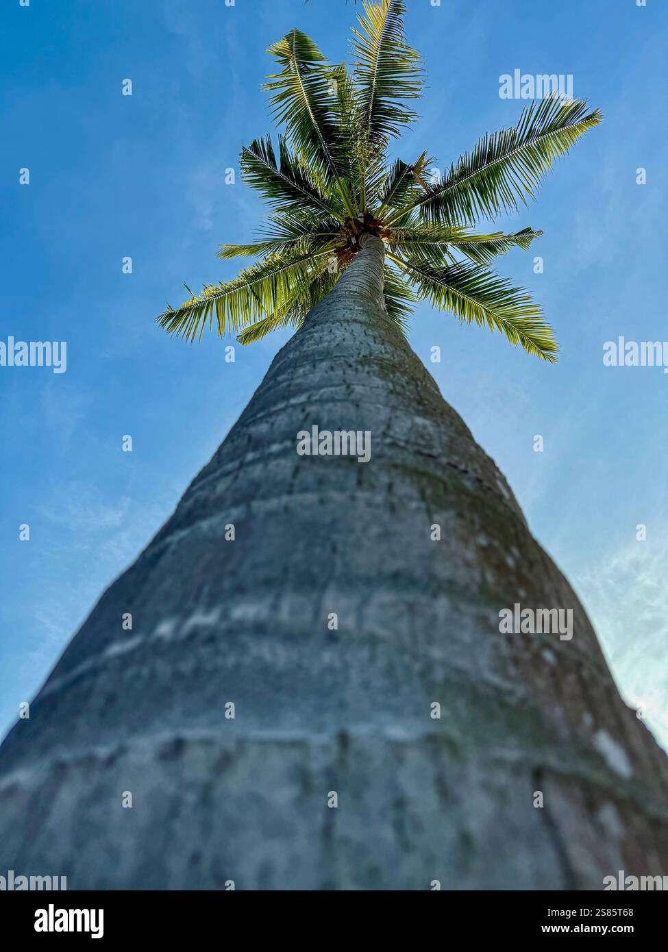 Palm Tree Viewed from the Trunk with Blue Sky. A photo of a palm tree taken from its trunk, highlighting the green leaves with a vibrant blue sky. - Smartphone Captured Stock Image