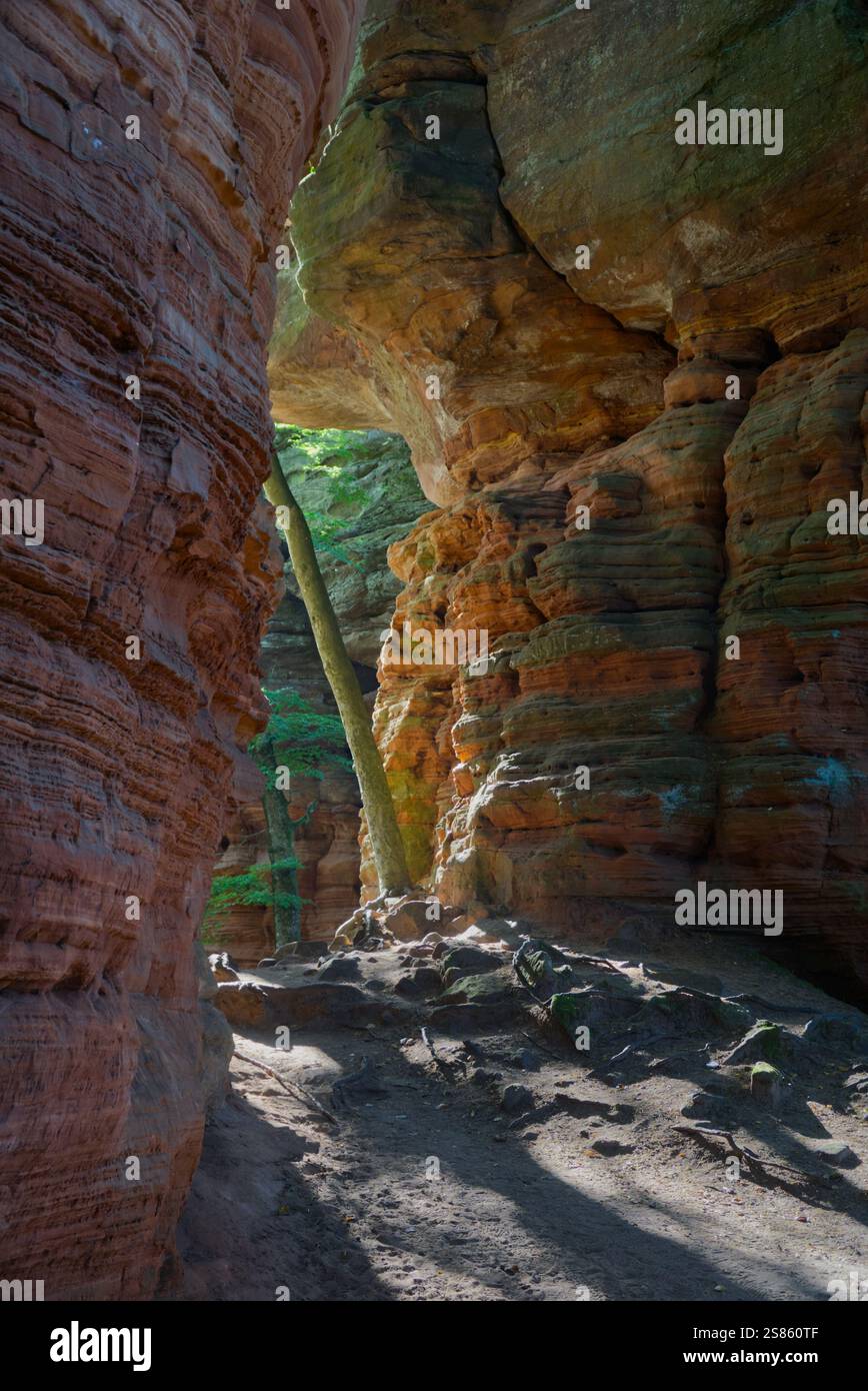 Orange red tree hi res stock photography and images Alamy